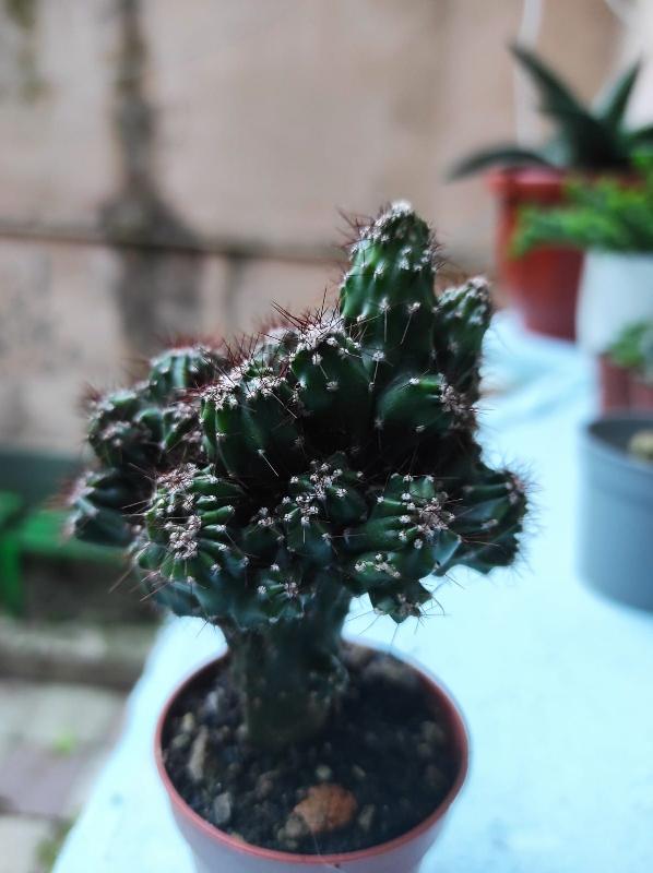 Cereus.jpeg
